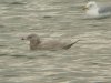 Glaucous Gull at Wat Tyler Country Park (Steve Arlow) (60417 bytes)